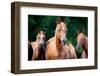 Herd of Arabian Horses-Alexia Khruscheva-Framed Photographic Print