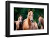 Herd of Arabian Horses-Alexia Khruscheva-Framed Photographic Print