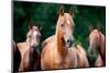 Herd of Arabian Horses-Alexia Khruscheva-Mounted Photographic Print