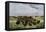 Herd of Bison Crossing a River Bottom on the Great Plains-null-Framed Stretched Canvas