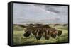 Herd of Bison Crossing a River Bottom on the Great Plains-null-Framed Stretched Canvas