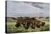 Herd of Bison Crossing a River Bottom on the Great Plains-null-Stretched Canvas