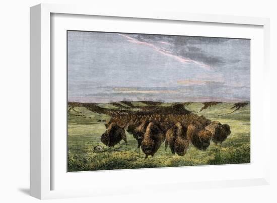 Herd of Bison Crossing a River Bottom on the Great Plains-null-Framed Giclee Print