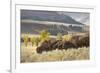 Herd of Bison in Fall, Lamar Valley, Yellowstone National Park, Wyoming-Adam Jones-Framed Photographic Print