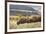 Herd of Bison in Fall, Lamar Valley, Yellowstone National Park, Wyoming-Adam Jones-Framed Photographic Print