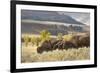 Herd of Bison in Fall, Lamar Valley, Yellowstone National Park, Wyoming-Adam Jones-Framed Photographic Print