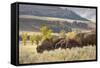 Herd of Bison in Fall, Lamar Valley, Yellowstone National Park, Wyoming-Adam Jones-Framed Stretched Canvas