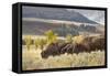 Herd of Bison in Fall, Lamar Valley, Yellowstone National Park, Wyoming-Adam Jones-Framed Stretched Canvas