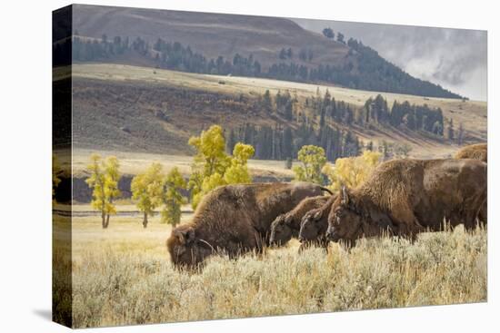 Herd of Bison in Fall, Lamar Valley, Yellowstone National Park, Wyoming-Adam Jones-Stretched Canvas