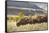 Herd of Bison in Fall, Lamar Valley, Yellowstone National Park, Wyoming-Adam Jones-Framed Stretched Canvas