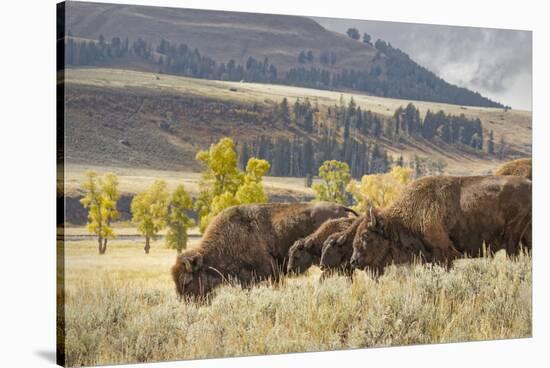 Herd of Bison in Fall, Lamar Valley, Yellowstone National Park, Wyoming-Adam Jones-Stretched Canvas