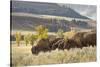 Herd of Bison in Fall, Lamar Valley, Yellowstone National Park, Wyoming-Adam Jones-Stretched Canvas