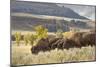 Herd of Bison in Fall, Lamar Valley, Yellowstone National Park, Wyoming-Adam Jones-Mounted Photographic Print