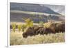 Herd of Bison in Fall, Lamar Valley, Yellowstone National Park, Wyoming-Adam Jones-Framed Photographic Print