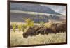 Herd of Bison in Fall, Lamar Valley, Yellowstone National Park, Wyoming-Adam Jones-Framed Photographic Print