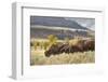 Herd of Bison in Fall, Lamar Valley, Yellowstone National Park, Wyoming-Adam Jones-Framed Photographic Print