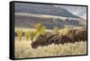 Herd of Bison in Fall, Lamar Valley, Yellowstone National Park, Wyoming-Adam Jones-Framed Stretched Canvas