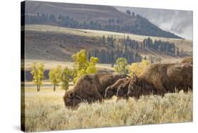 Herd of Bison in Fall, Lamar Valley, Yellowstone National Park, Wyoming-Adam Jones-Stretched Canvas