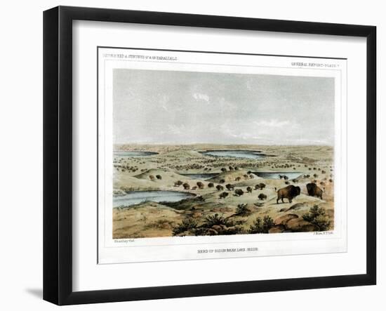 Herd of Bison Near Lake Jessie, North Dakota, USA, 1856-John Mix Stanley-Framed Giclee Print