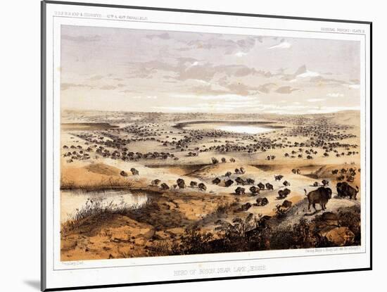 Herd of Bison Near Lake Jessie-Thomas H. Ford-Mounted Giclee Print