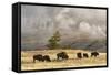 Herd of Bison Near Old Faithful Geyser Upper Geyser Basin, Yellowstone National Park, Wyoming-Adam Jones-Framed Stretched Canvas