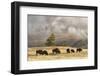 Herd of Bison Near Old Faithful Geyser Upper Geyser Basin, Yellowstone National Park, Wyoming-Adam Jones-Framed Photographic Print