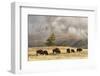 Herd of Bison Near Old Faithful Geyser Upper Geyser Basin, Yellowstone National Park, Wyoming-Adam Jones-Framed Photographic Print