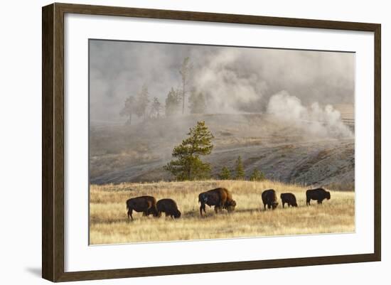 Herd of Bison Near Old Faithful Geyser Upper Geyser Basin, Yellowstone National Park, Wyoming-Adam Jones-Framed Photographic Print