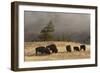 Herd of Bison, Old Faithful Geyser Upper Geyser Basin, Yellowstone National Park, Wyoming-Adam Jones-Framed Photographic Print