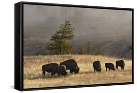 Herd of Bison, Old Faithful Geyser Upper Geyser Basin, Yellowstone National Park, Wyoming-Adam Jones-Framed Stretched Canvas