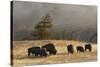 Herd of Bison, Old Faithful Geyser Upper Geyser Basin, Yellowstone National Park, Wyoming-Adam Jones-Stretched Canvas