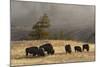 Herd of Bison, Old Faithful Geyser Upper Geyser Basin, Yellowstone National Park, Wyoming-Adam Jones-Mounted Photographic Print
