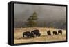 Herd of Bison, Old Faithful Geyser Upper Geyser Basin, Yellowstone National Park, Wyoming-Adam Jones-Framed Stretched Canvas