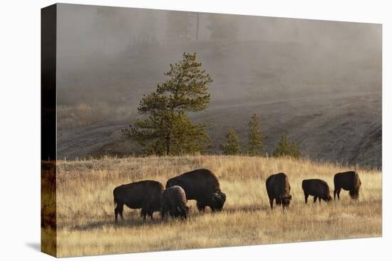 Herd of Bison, Old Faithful Geyser Upper Geyser Basin, Yellowstone National Park, Wyoming-Adam Jones-Stretched Canvas