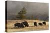 Herd of Bison, Old Faithful Geyser Upper Geyser Basin, Yellowstone National Park, Wyoming-Adam Jones-Stretched Canvas