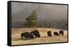 Herd of Bison, Old Faithful Geyser Upper Geyser Basin, Yellowstone National Park, Wyoming-Adam Jones-Framed Stretched Canvas
