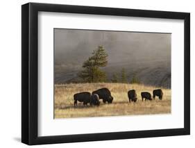 Herd of Bison, Old Faithful Geyser Upper Geyser Basin, Yellowstone National Park, Wyoming-Adam Jones-Framed Photographic Print