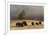 Herd of Bison, Old Faithful Geyser Upper Geyser Basin, Yellowstone National Park, Wyoming-Adam Jones-Framed Photographic Print