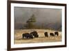 Herd of Bison, Old Faithful Geyser Upper Geyser Basin, Yellowstone National Park, Wyoming-Adam Jones-Framed Photographic Print