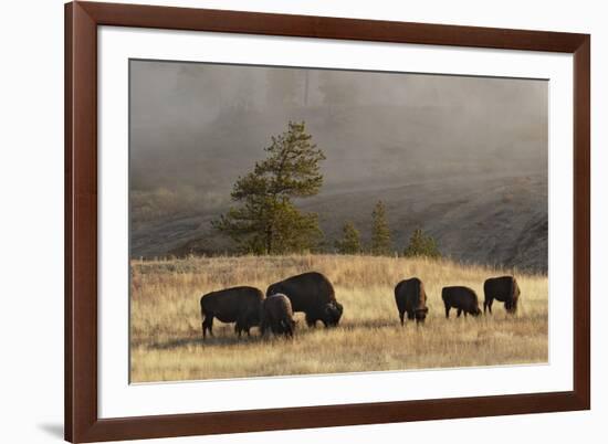 Herd of Bison, Old Faithful Geyser Upper Geyser Basin, Yellowstone National Park, Wyoming-Adam Jones-Framed Photographic Print