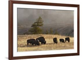 Herd of Bison, Old Faithful Geyser Upper Geyser Basin, Yellowstone National Park, Wyoming-Adam Jones-Framed Photographic Print