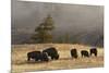 Herd of Bison, Old Faithful Geyser Upper Geyser Basin, Yellowstone National Park, Wyoming-Adam Jones-Mounted Photographic Print