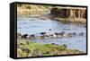 Herd of blue wildebeest crossing the Mara River, Maasai Mara, Kenya-Nico Tondini-Framed Stretched Canvas