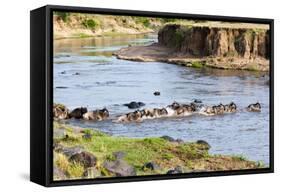 Herd of blue wildebeest crossing the Mara River, Maasai Mara, Kenya-Nico Tondini-Framed Stretched Canvas