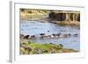 Herd of blue wildebeest crossing the Mara River, Maasai Mara, Kenya-Nico Tondini-Framed Photographic Print