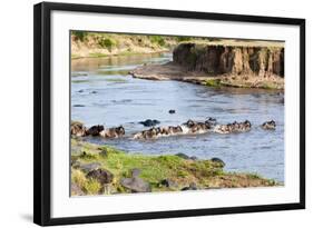 Herd of blue wildebeest crossing the Mara River, Maasai Mara, Kenya-Nico Tondini-Framed Photographic Print