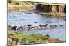 Herd of blue wildebeest crossing the Mara River, Maasai Mara, Kenya-Nico Tondini-Mounted Photographic Print