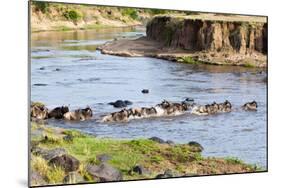 Herd of blue wildebeest crossing the Mara River, Maasai Mara, Kenya-Nico Tondini-Mounted Photographic Print