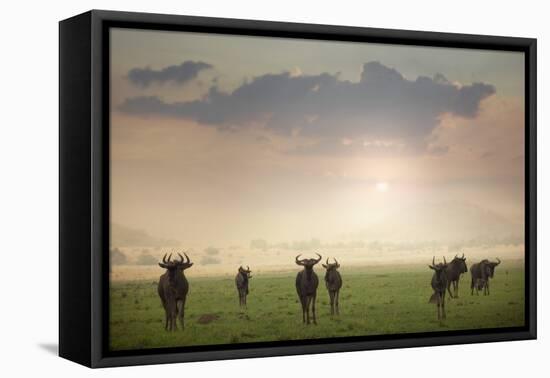 Herd of Blue Wildebeest in Pilanesberg National Park-Jon Hicks-Framed Stretched Canvas