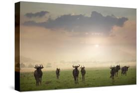 Herd of Blue Wildebeest in Pilanesberg National Park-Jon Hicks-Stretched Canvas
